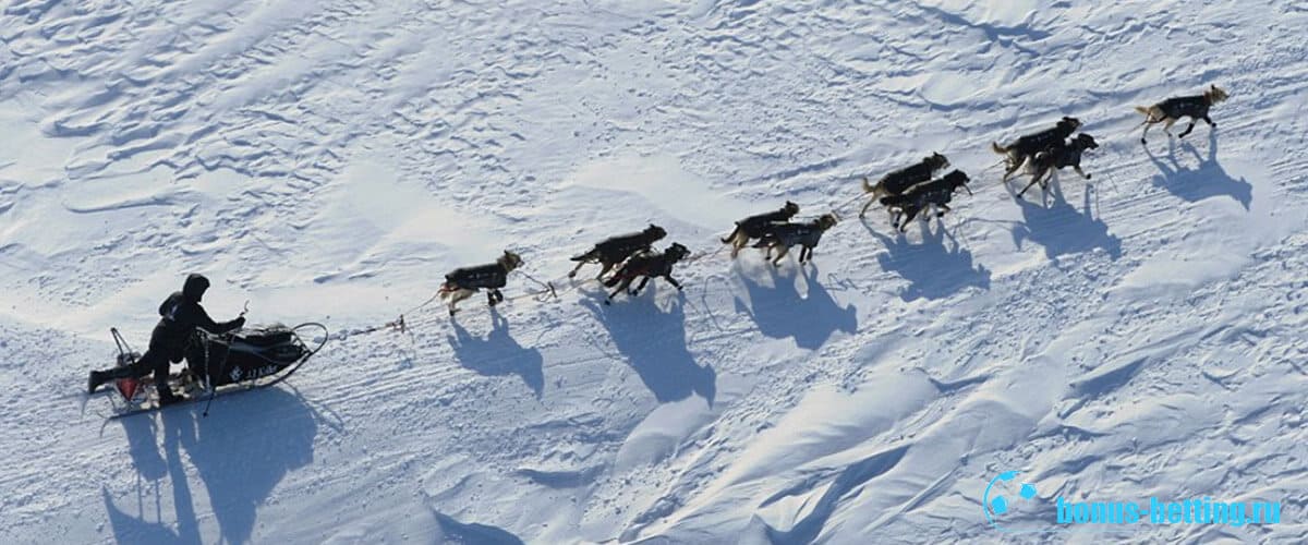гонки на собачьих упряжках на аляске