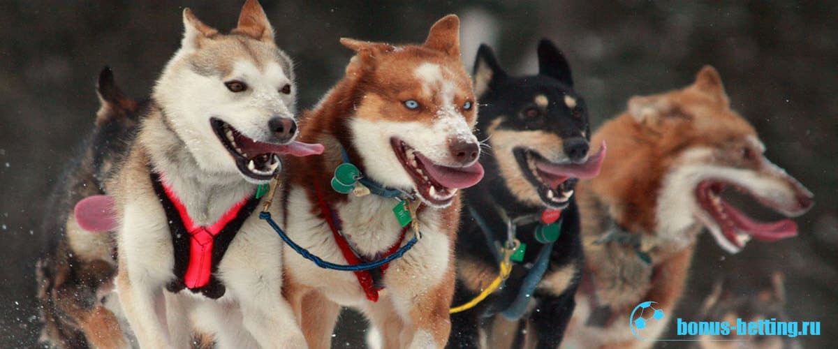 Iditarod Trail Sled Dog Race 
