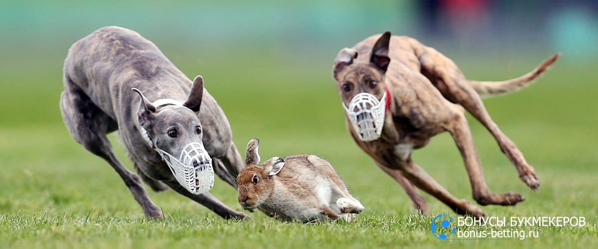 Собачьи бега за зайцем