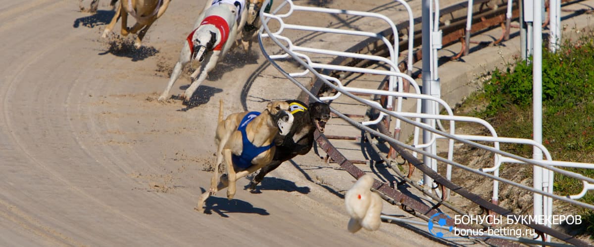 собачьи бега за механическим зайцем