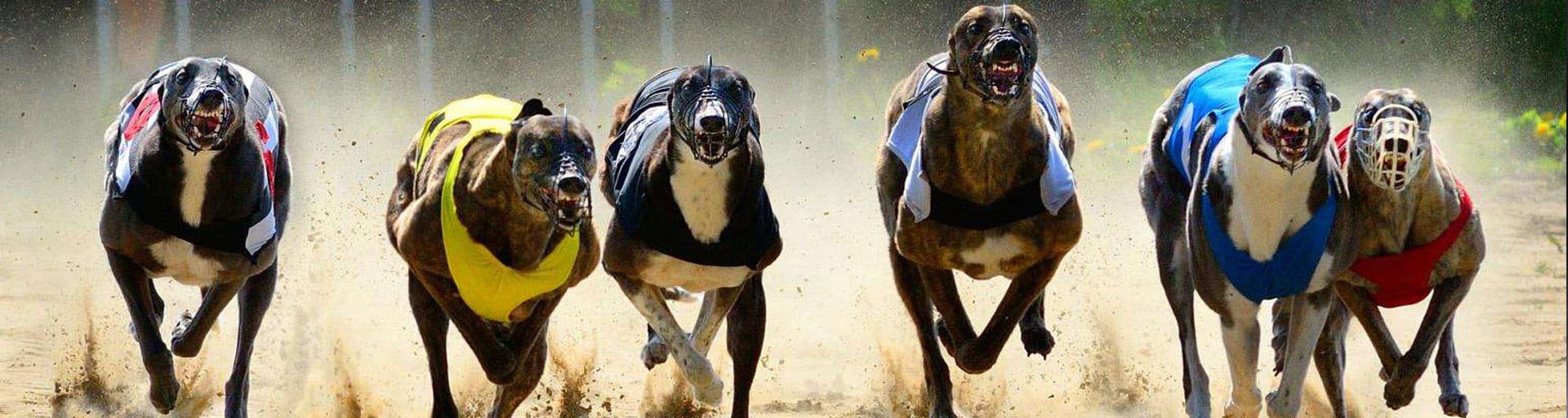 Собачьи бега: история, ставки, правила