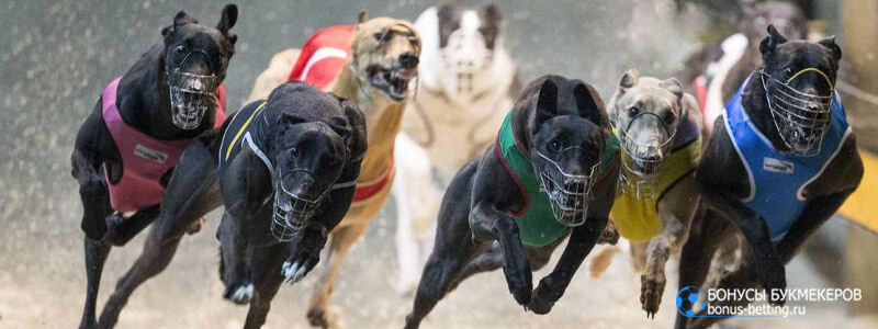 Greyhound Race в Mostbet