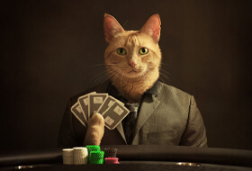 Fortune Frenzy Clash Tournament в Cat casino