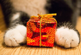 Tuesday LootBox в Cat casino
