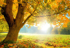 Октябрьский шторм кэша в Megapari