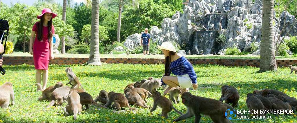 Где можно делать ставки на обезьян