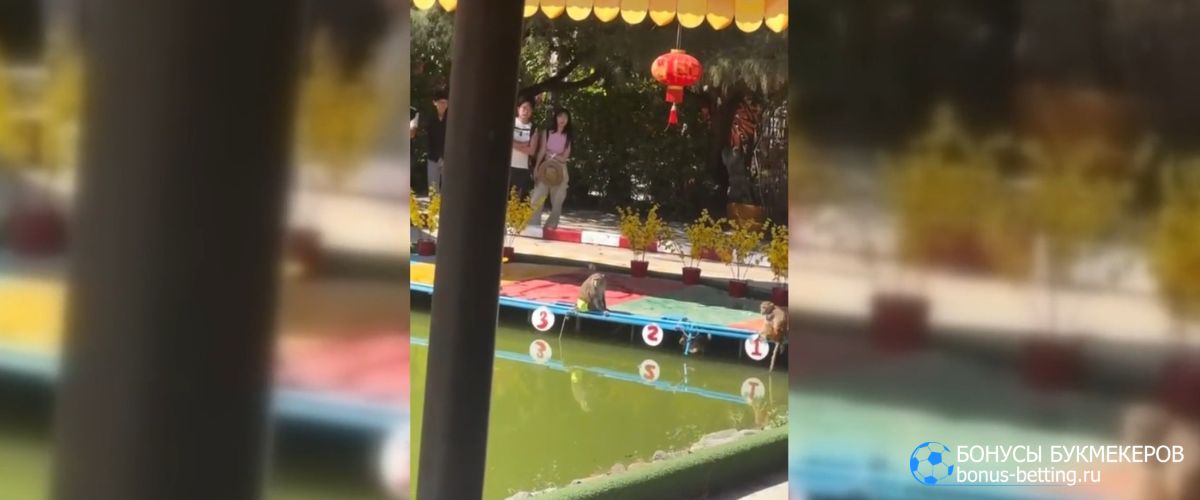 Ставки на обезьян и их разновидности